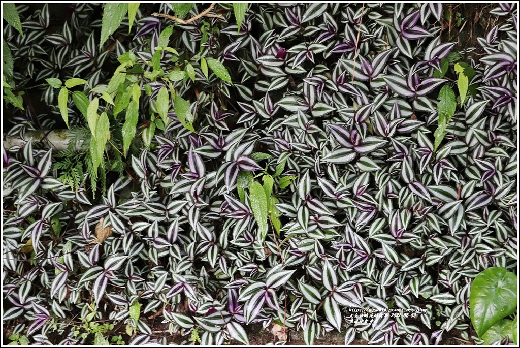 花蓮佐倉步道-2022-06-04.jpg 花蓮佐倉步道-2022-06-04.jpg