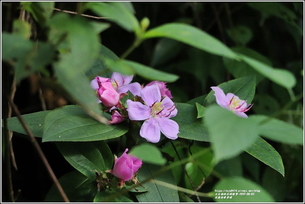 花蓮佐倉步道-2022-06-17.jpg 花蓮佐倉步道-2022-06-17.jpg
