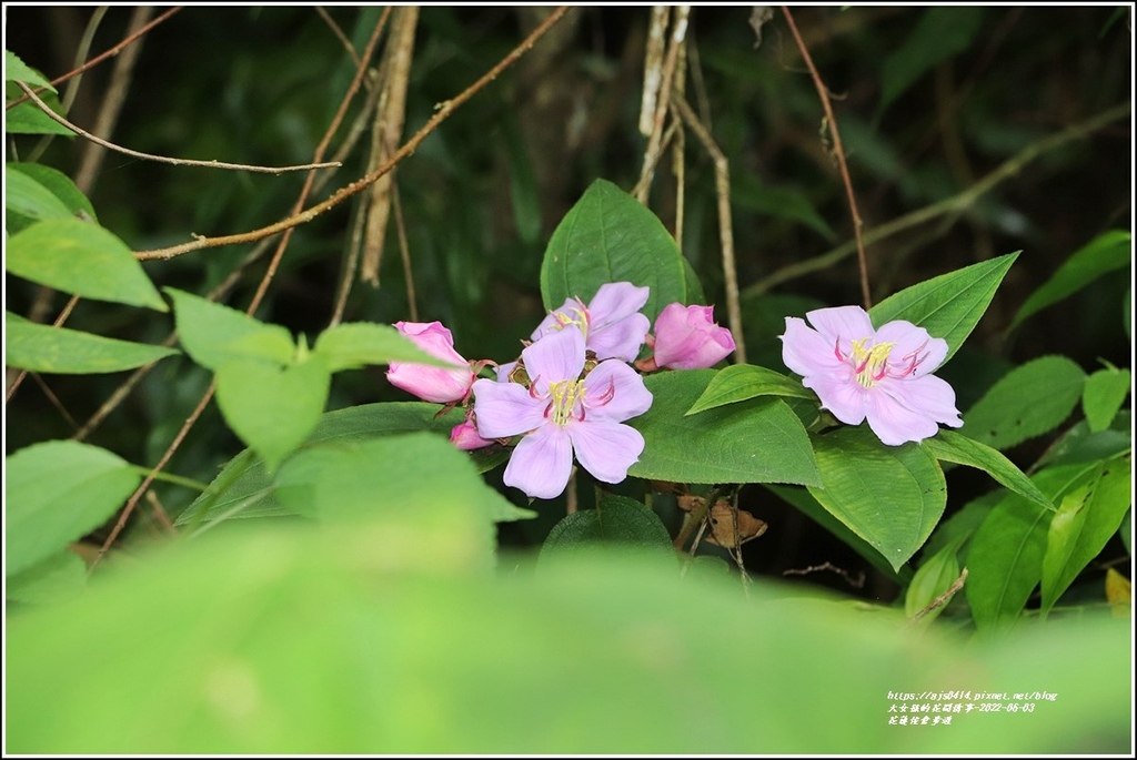 花蓮佐倉步道-2022-06-16.jpg 花蓮佐倉步道-2022-06-16.jpg
