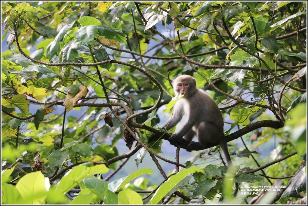 花蓮佐倉步道-2022-06-33.jpg 花蓮佐倉步道-2022-06-33.jpg