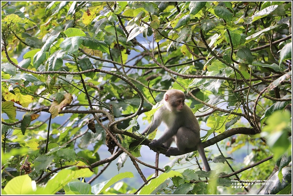 花蓮佐倉步道-2022-06-32.jpg 花蓮佐倉步道-2022-06-32.jpg