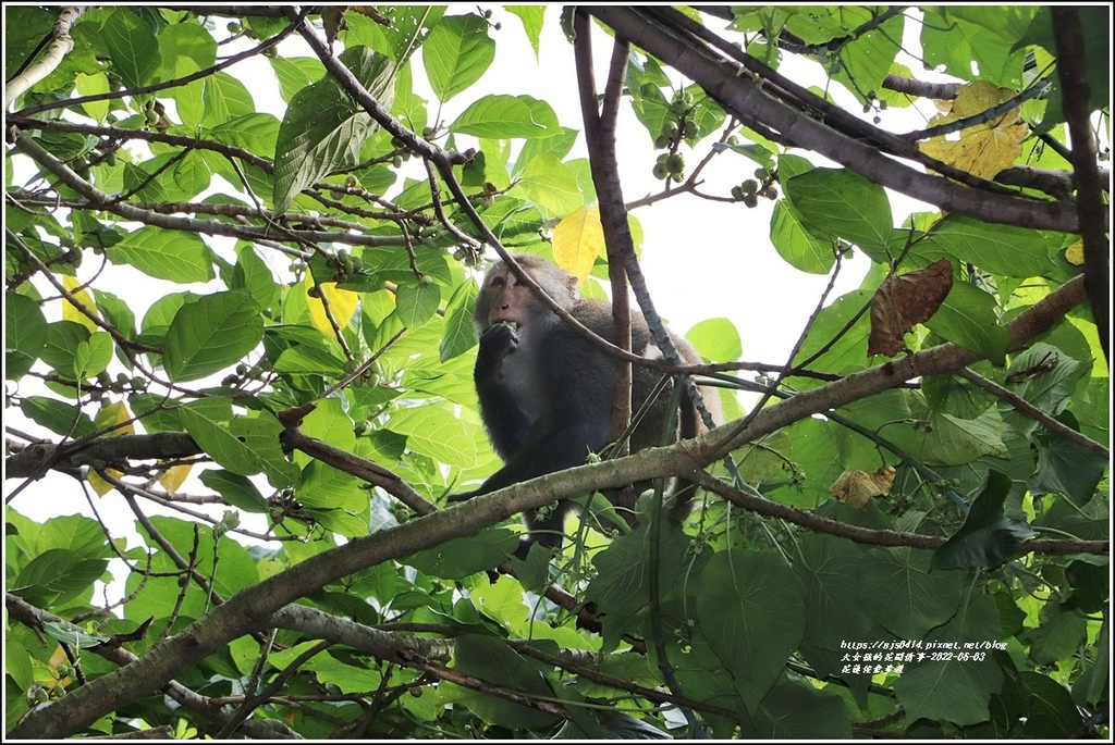 花蓮佐倉步道-2022-06-35.jpg 花蓮佐倉步道-2022-06-35.jpg