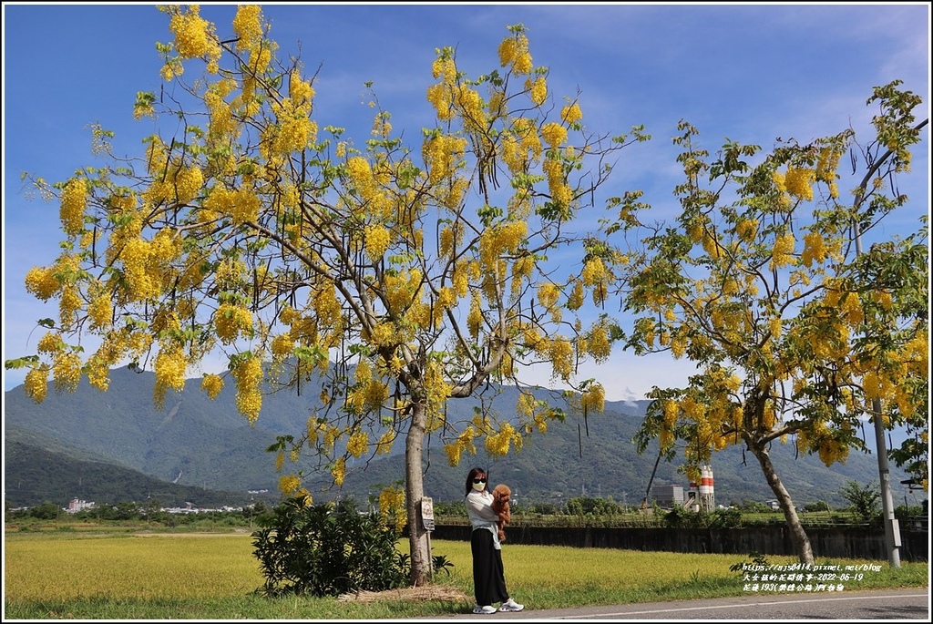 花蓮193(樂德公路)阿勃勒-2022-06-43.jpg