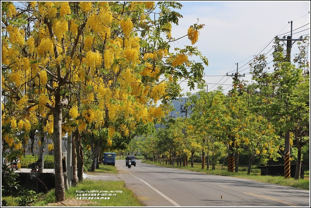 花蓮193(樂德公路)阿勃勒-2022-06-46.jpg