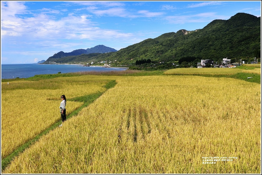 豐濱新社梯田-2022-06-25.jpg