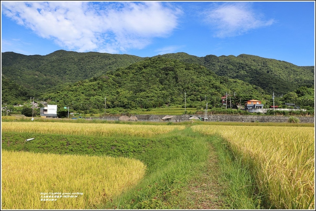 豐濱新社梯田-2022-06-26.jpg