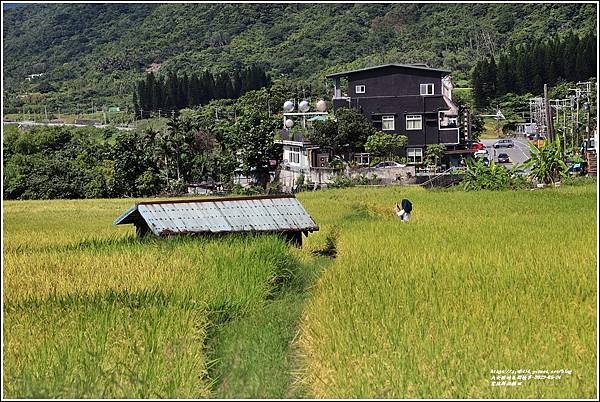 豐濱新社梯田-2022-06-49.jpg