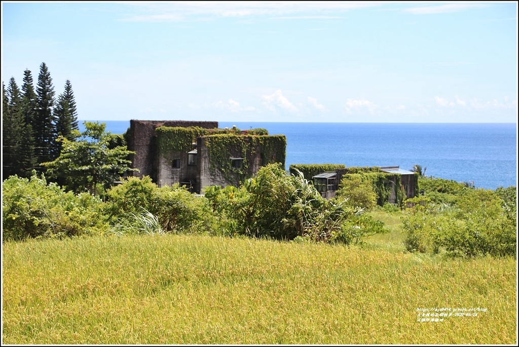 石梯坪海稻田-2022-06-02.jpg