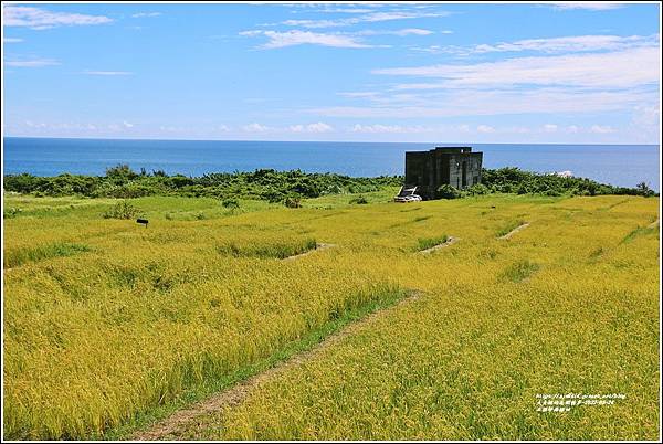 石梯坪海稻田-2022-06-05.jpg