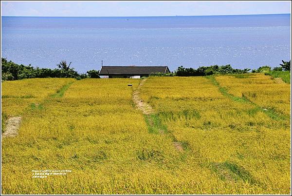 石梯坪海稻田-2022-06-06.jpg