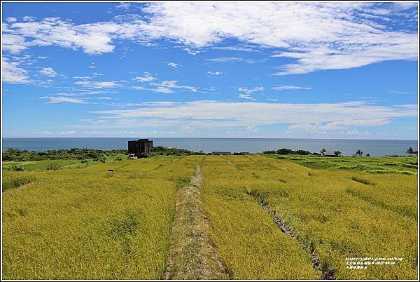 石梯坪海稻田-2022-06-01.jpg