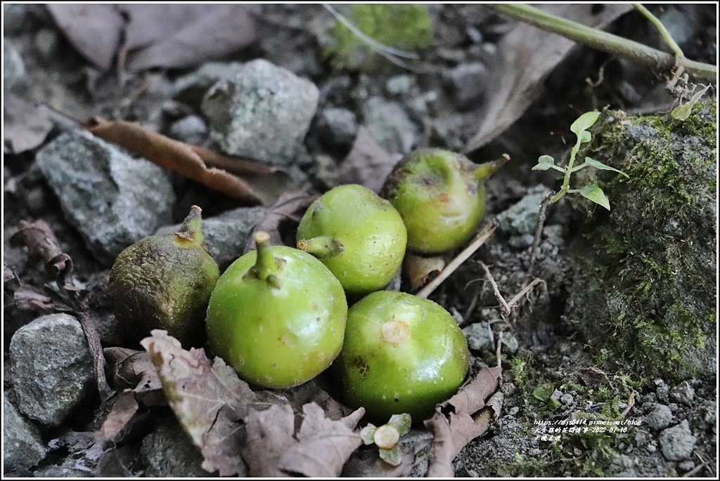 米棧古道-2022-07-18.jpg 米棧古道-2022-07-18.jpg