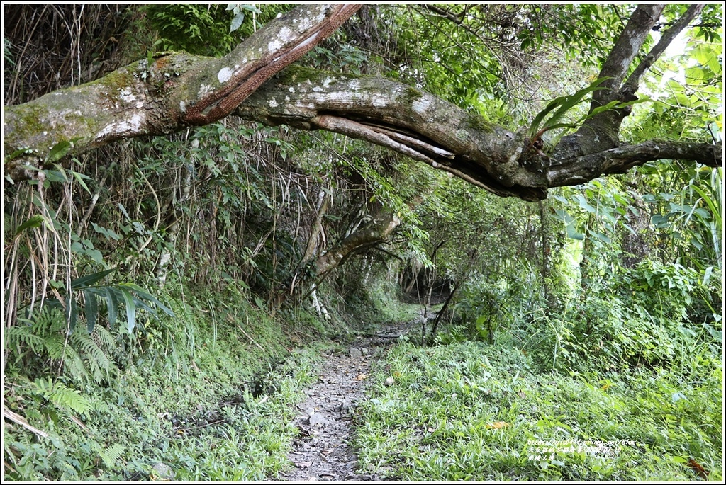 米棧古道-2022-07-19.jpg 米棧古道-2022-07-19.jpg