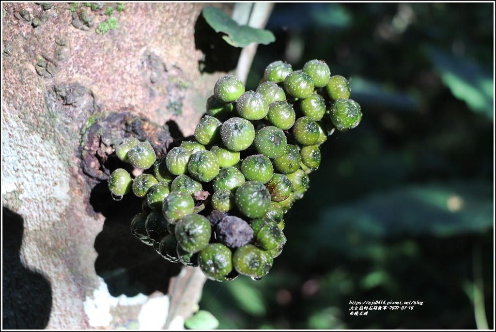 米棧古道-2022-07-59.jpg 米棧古道-2022-07-59.jpg