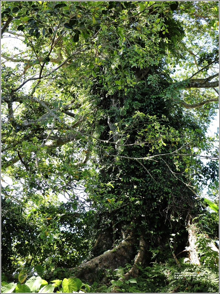 米棧古道-2022-07-67.jpg 米棧古道-2022-07-67.jpg