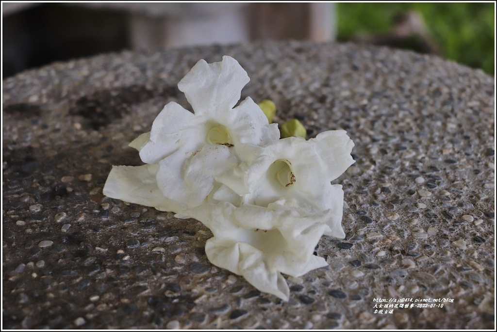 米棧古道-2022-07-91.jpg 米棧古道-2022-07-91.jpg