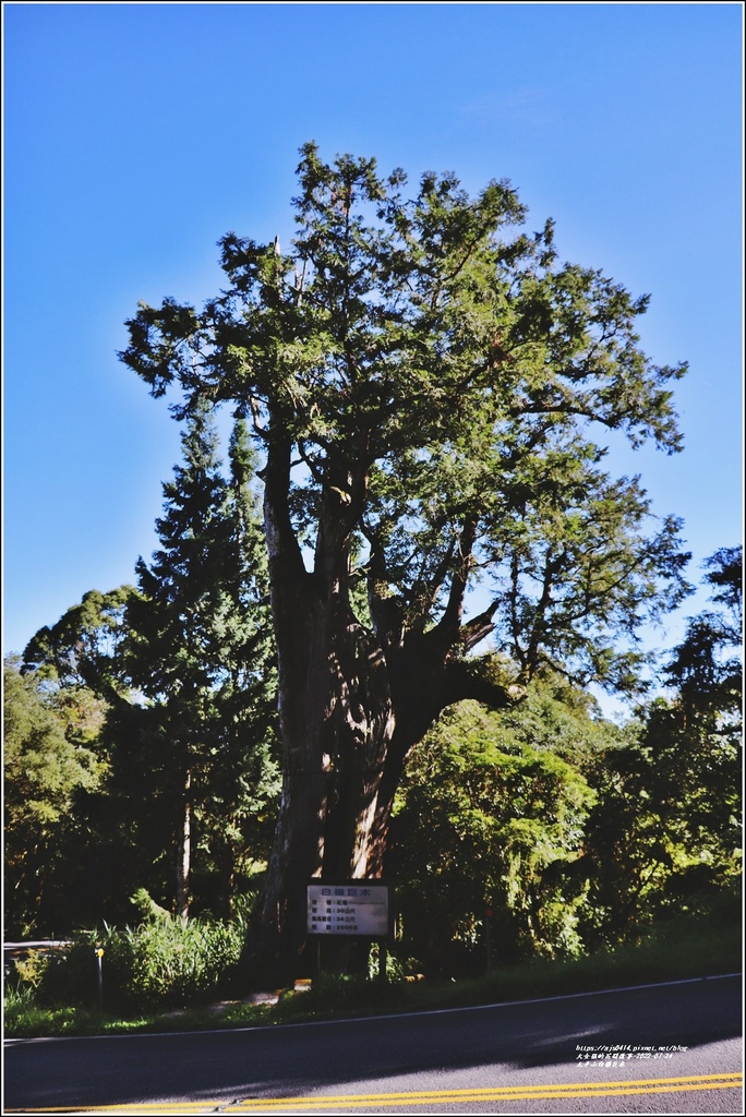 太平山白嶺巨木-2022-07-02.jpg 太平山白嶺巨木-2022-07-02.jpg