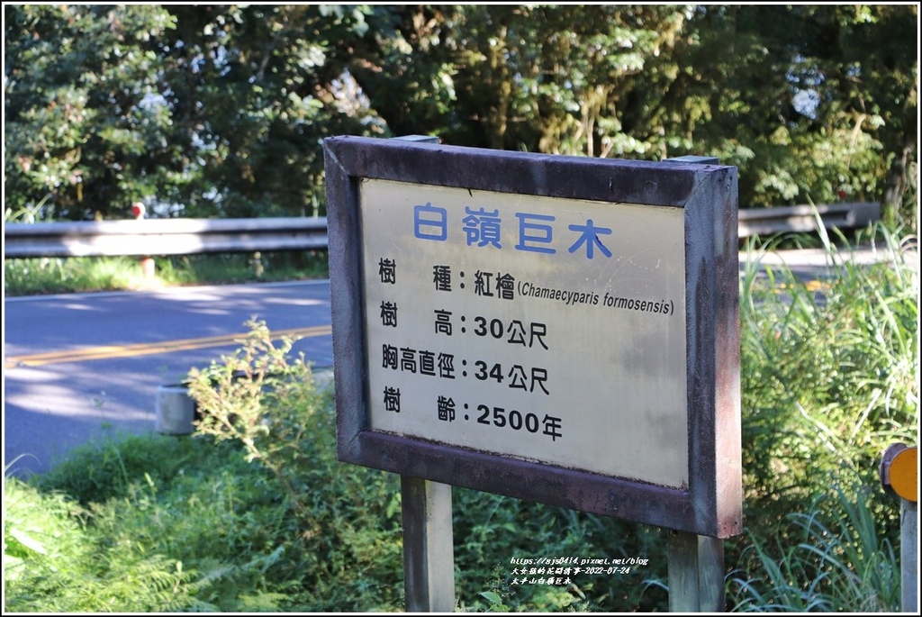 太平山白嶺巨木-2022-07-04.jpg 太平山白嶺巨木-2022-07-04.jpg