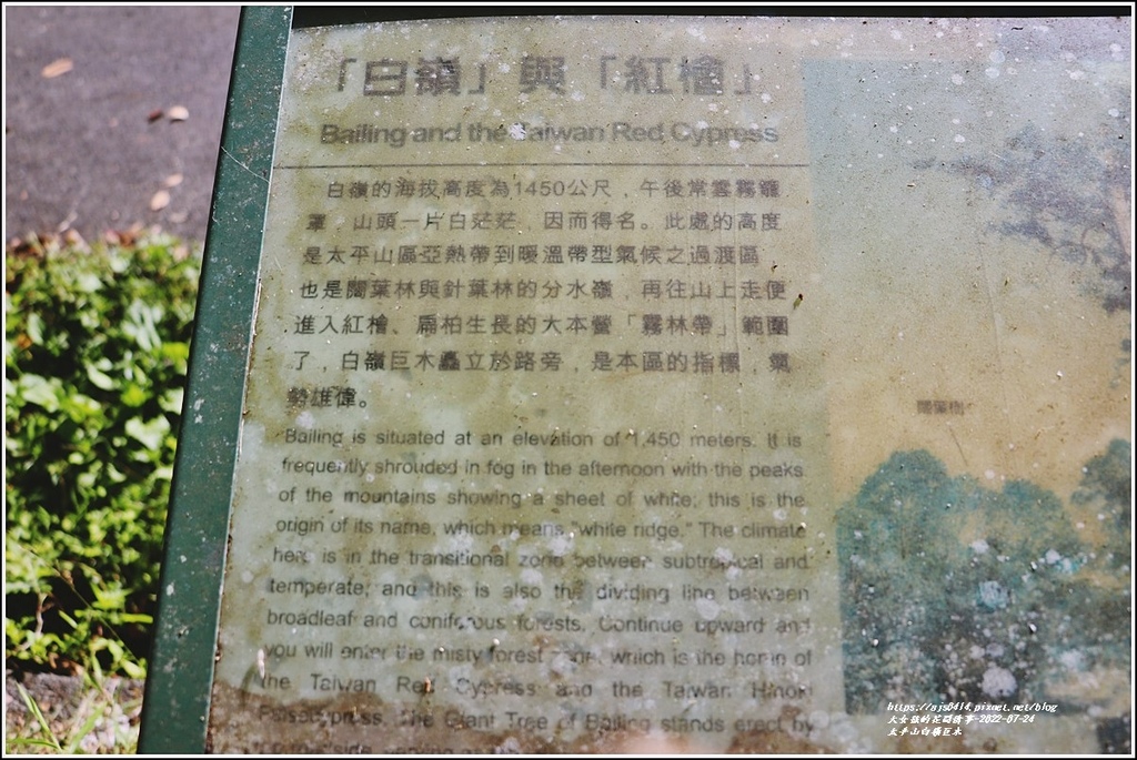 太平山白嶺巨木-2022-07-06.jpg 太平山白嶺巨木-2022-07-06.jpg