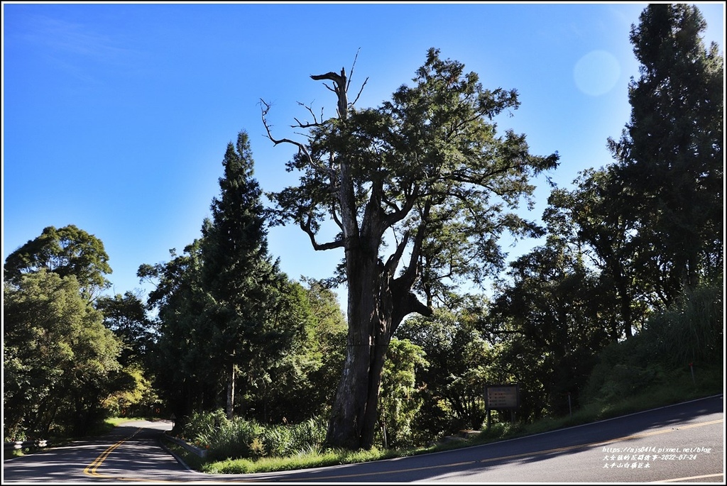 太平山白嶺巨木-2022-07-07.jpg 太平山白嶺巨木-2022-07-07.jpg