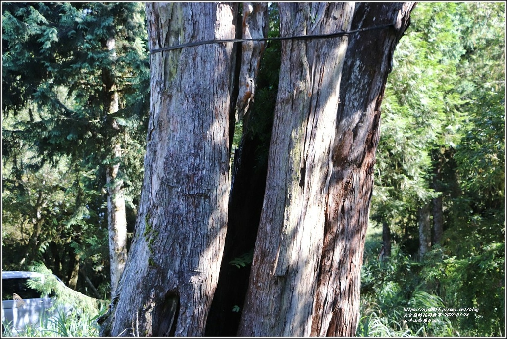 太平山白嶺巨木-2022-07-08.jpg 太平山白嶺巨木-2022-07-08.jpg