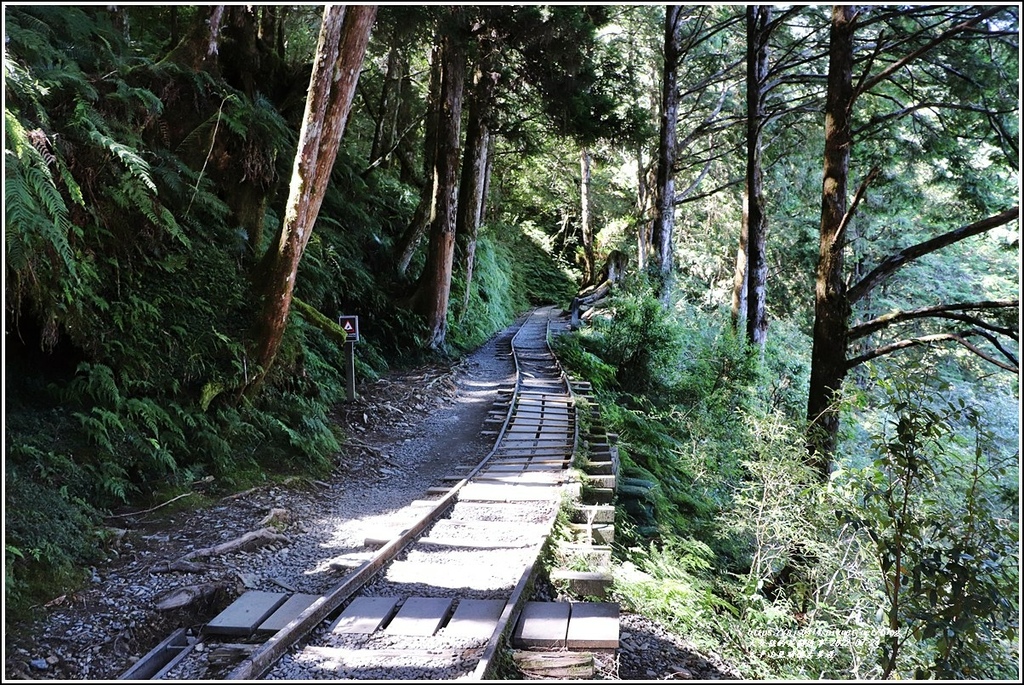 太平山見晴懷古步道-2022-07-36.jpg