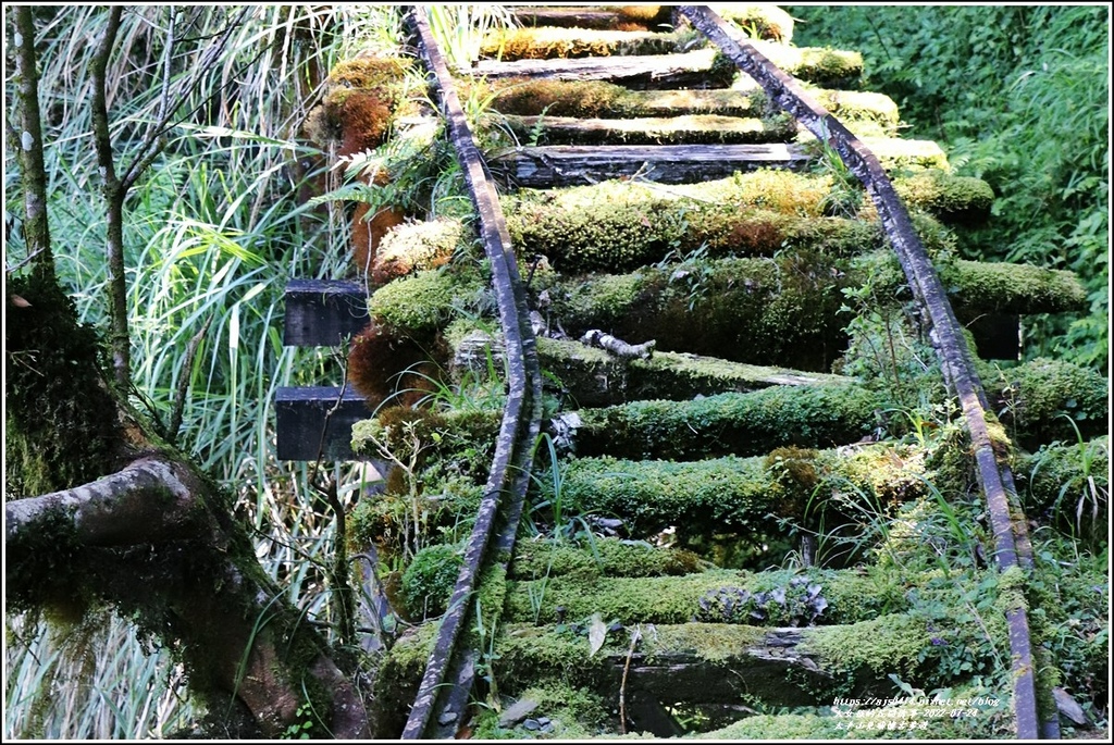 太平山見晴懷古步道-2022-07-64.jpg 太平山見晴懷古步道-2022-07-64.jpg