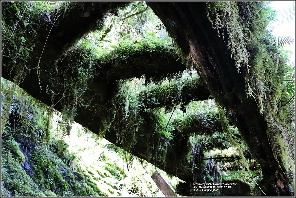 太平山見晴懷古步道-2022-07-71.jpg 太平山見晴懷古步道-2022-07-71.jpg