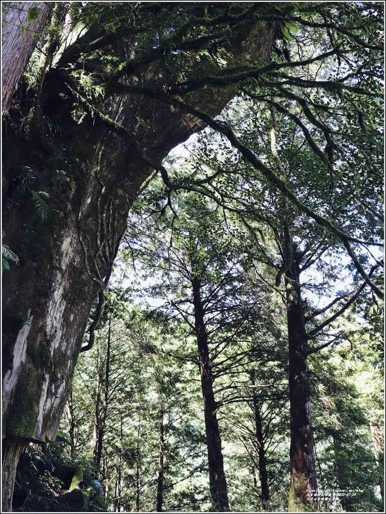 太平山見晴懷古步道-2022-07-81.jpg 太平山見晴懷古步道-2022-07-81.jpg