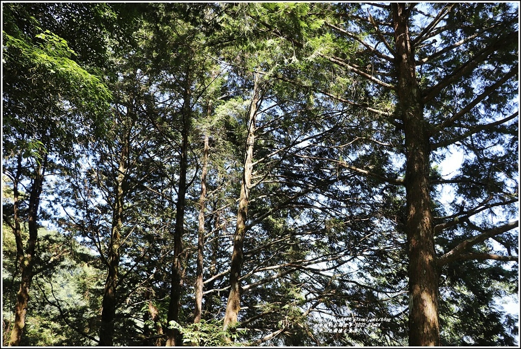 太平山見晴懷古步道-2022-07-79.jpg 太平山見晴懷古步道-2022-07-79.jpg