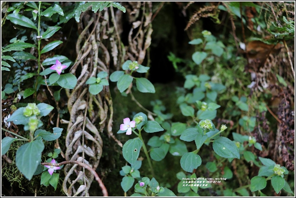 太平山見晴懷古步道-2022-07-116.jpg 太平山見晴懷古步道-2022-07-116.jpg