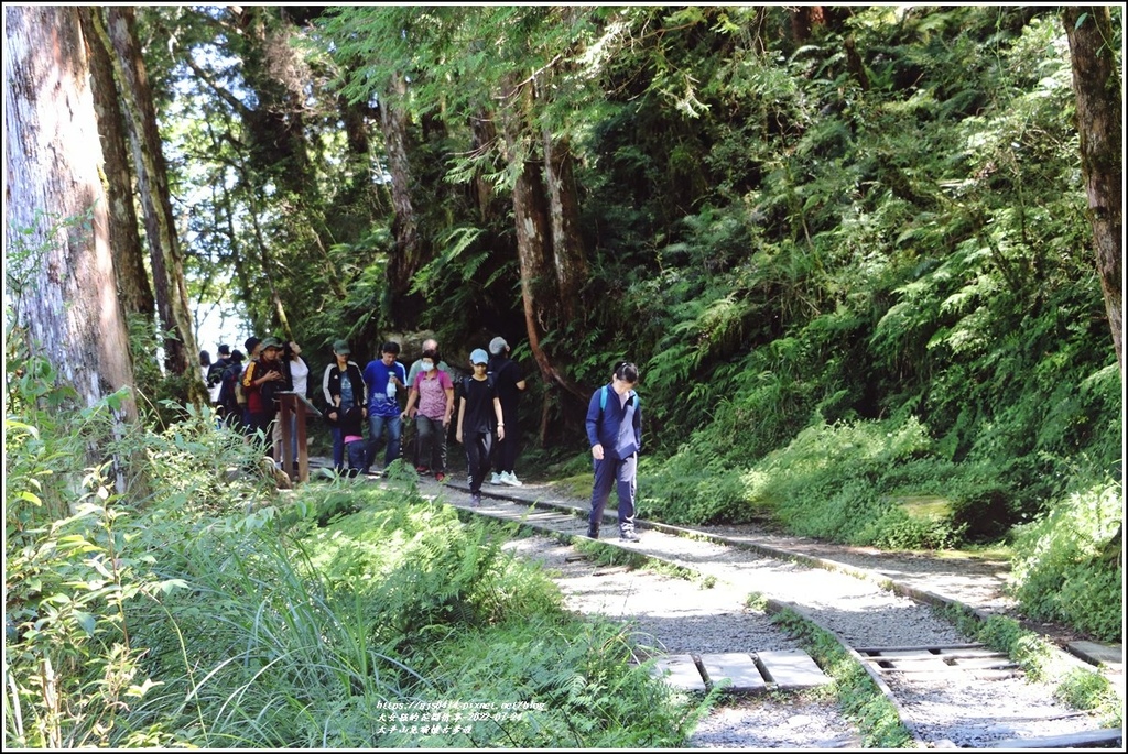 太平山見晴懷古步道-2022-07-119.jpg