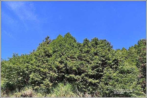 太平山觀雲棧道-2022-07-03.jpg