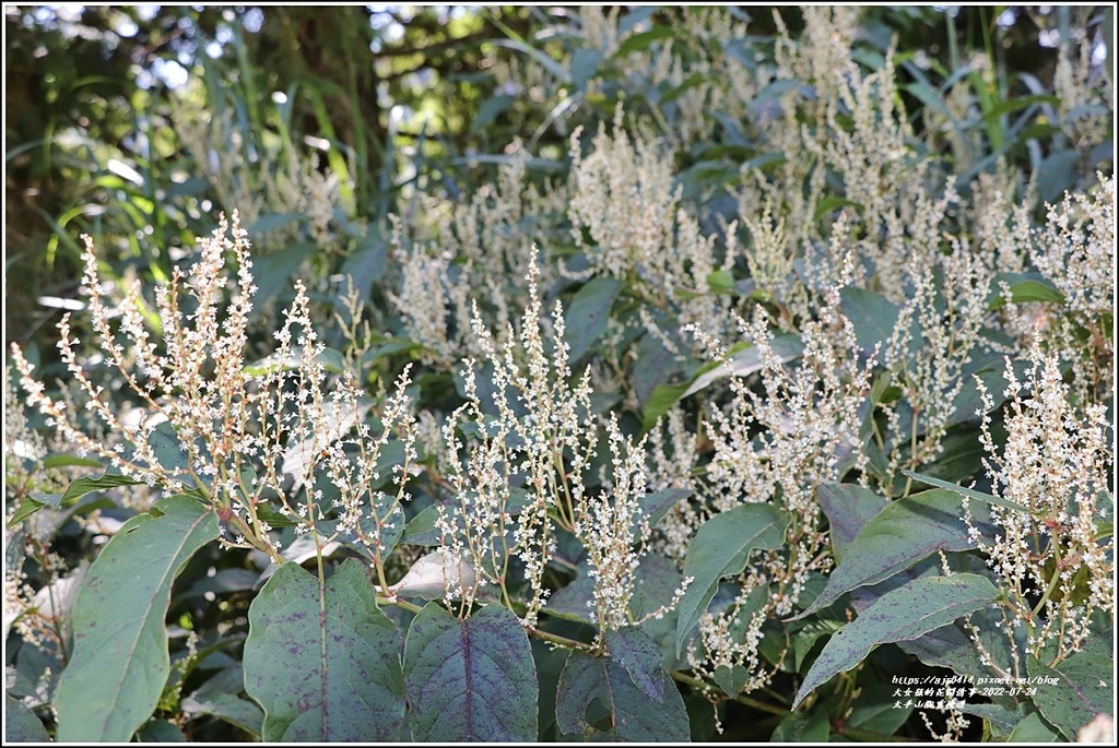 太平山觀雲棧道-2022-07-10.jpg 太平山觀雲棧道-2022-07-10.jpg