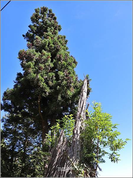 太平山觀雲棧道-2022-07-34.jpg