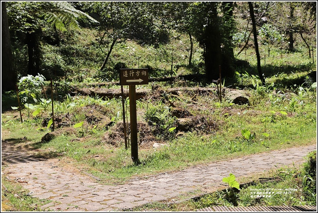 鳩之澤自然步道-2022-07-16.jpg 鳩之澤自然步道-2022-07-16.jpg