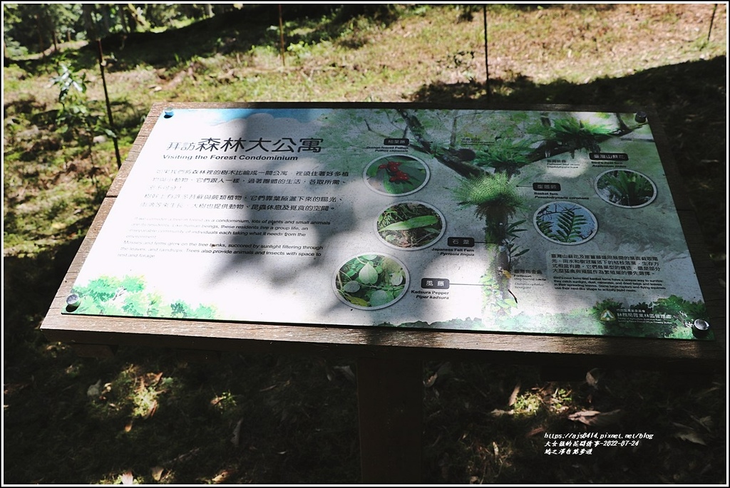 鳩之澤自然步道-2022-07-23.jpg 鳩之澤自然步道-2022-07-23.jpg