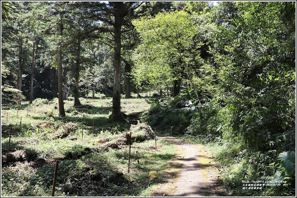 宜蘭,鳩之澤自然步道,鳩之澤,白嶺巨木,旭澤屋餐廳,多望吊橋,太平山,太平山國家森林遊樂區,宜蘭景點