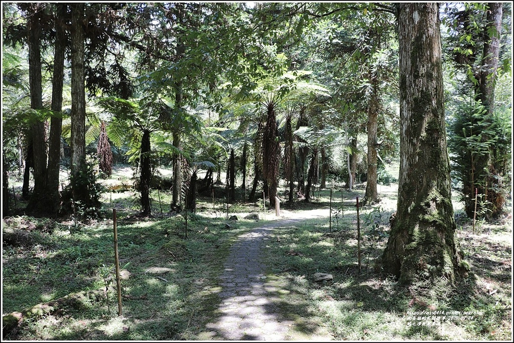 鳩之澤自然步道-2022-07-24.jpg 鳩之澤自然步道-2022-07-24.jpg