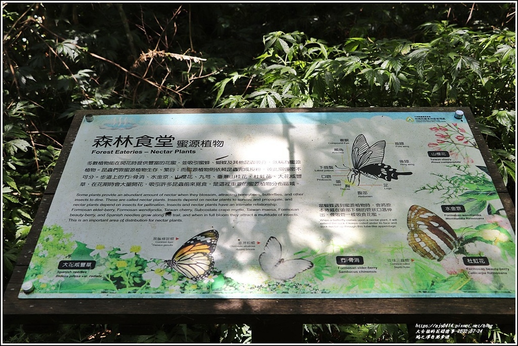 鳩之澤自然步道-2022-07-39.jpg 鳩之澤自然步道-2022-07-39.jpg