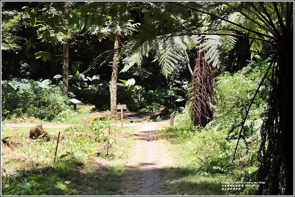 鳩之澤自然步道-2022-07-50.jpg 鳩之澤自然步道-2022-07-50.jpg