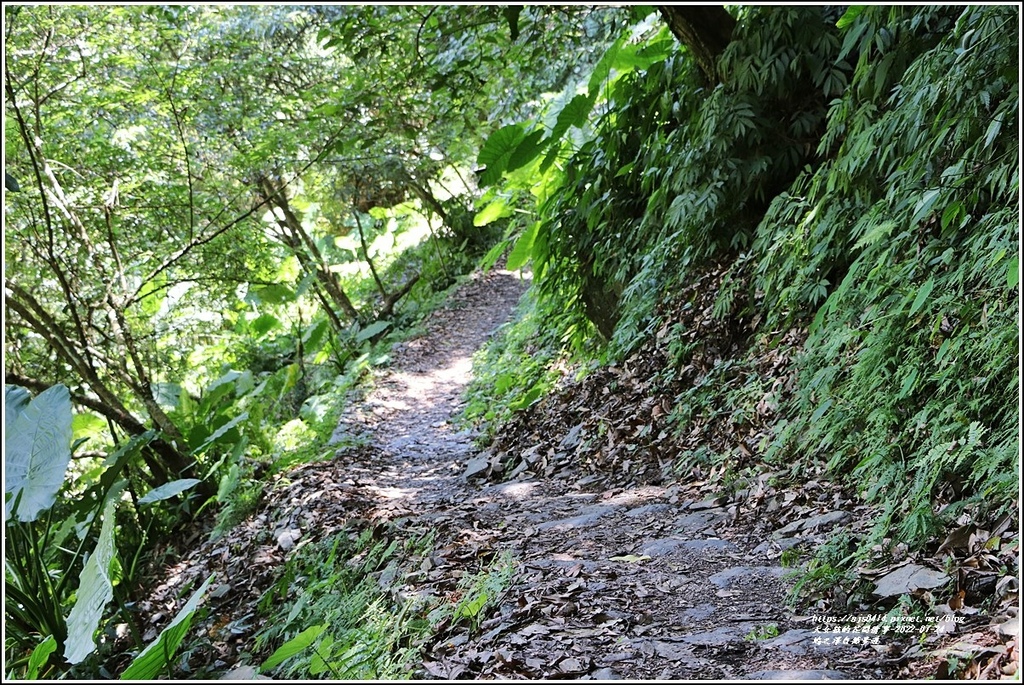 鳩之澤自然步道-2022-07-54.jpg