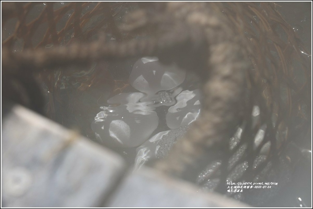 澤之鳩煮蛋槽區-2022-07-03.jpg 澤之鳩煮蛋槽區-2022-07-03.jpg