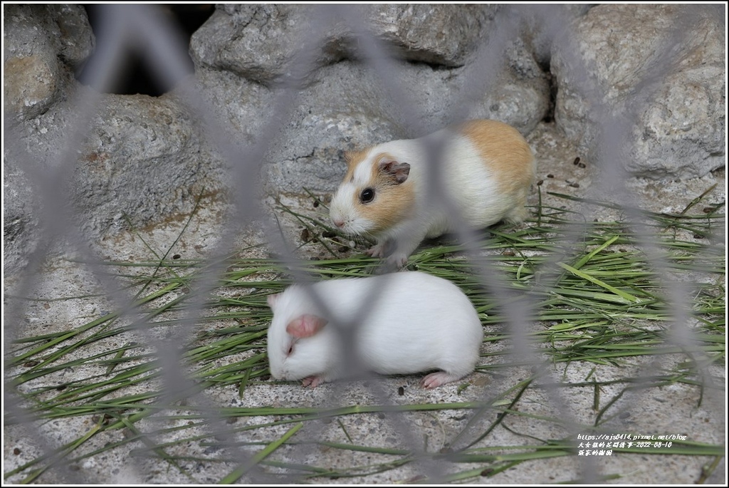 張家的樹園-2022-08-26.jpg