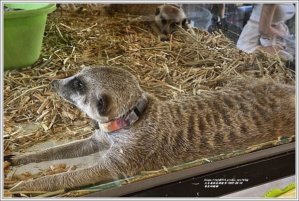 張家的樹園-2022-08-41.jpg