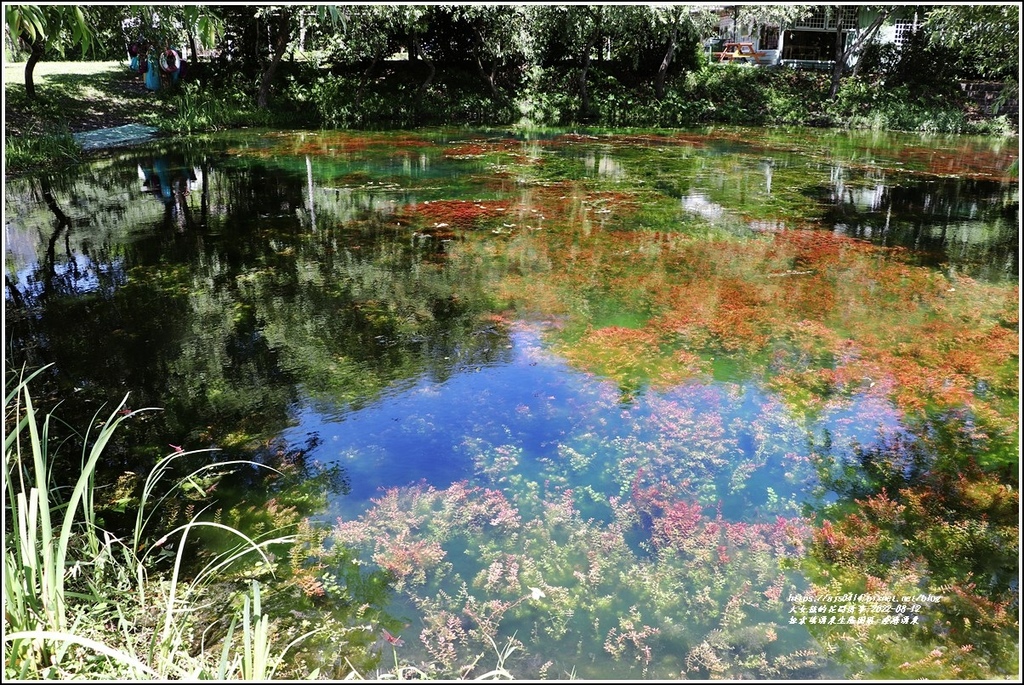 拉索埃湧泉生態園區-療癒湧泉-2022-08-19.jpg