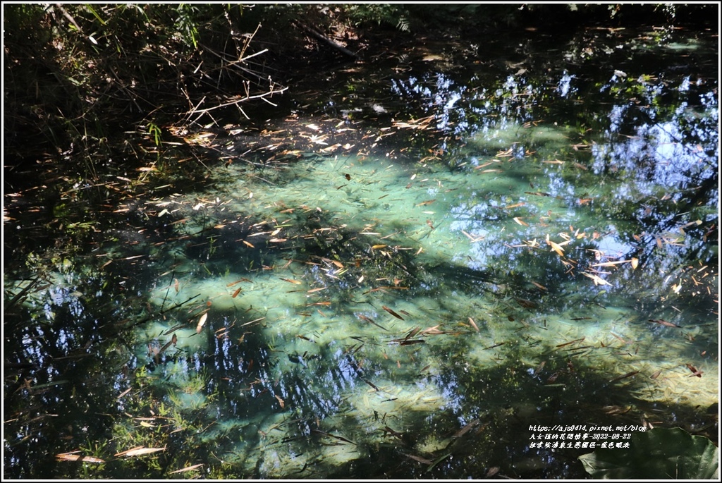 拉索埃湧泉生態園區-藍眼淚-2022-08-01.jpg