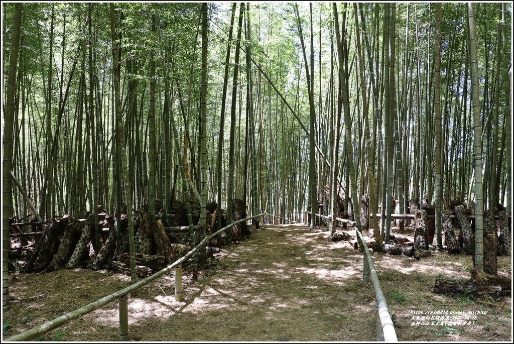 赤柯山汪家古厝(孟宗竹步道)-2022-08-02.jpg