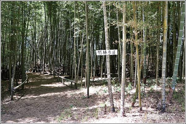 赤柯山汪家古厝(孟宗竹步道)-2022-08-01.jpg