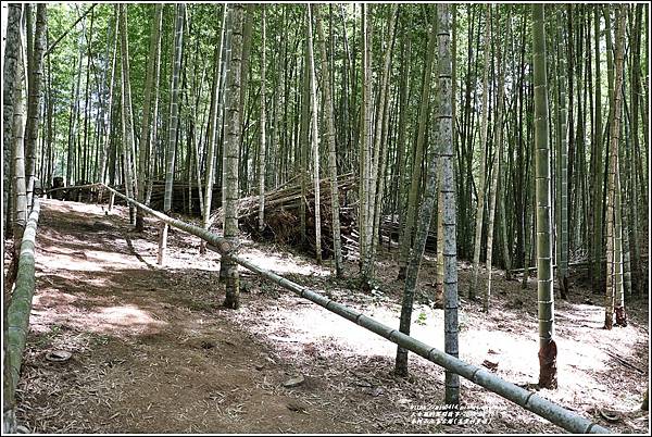 赤柯山汪家古厝(孟宗竹步道)-2022-08-05.jpg